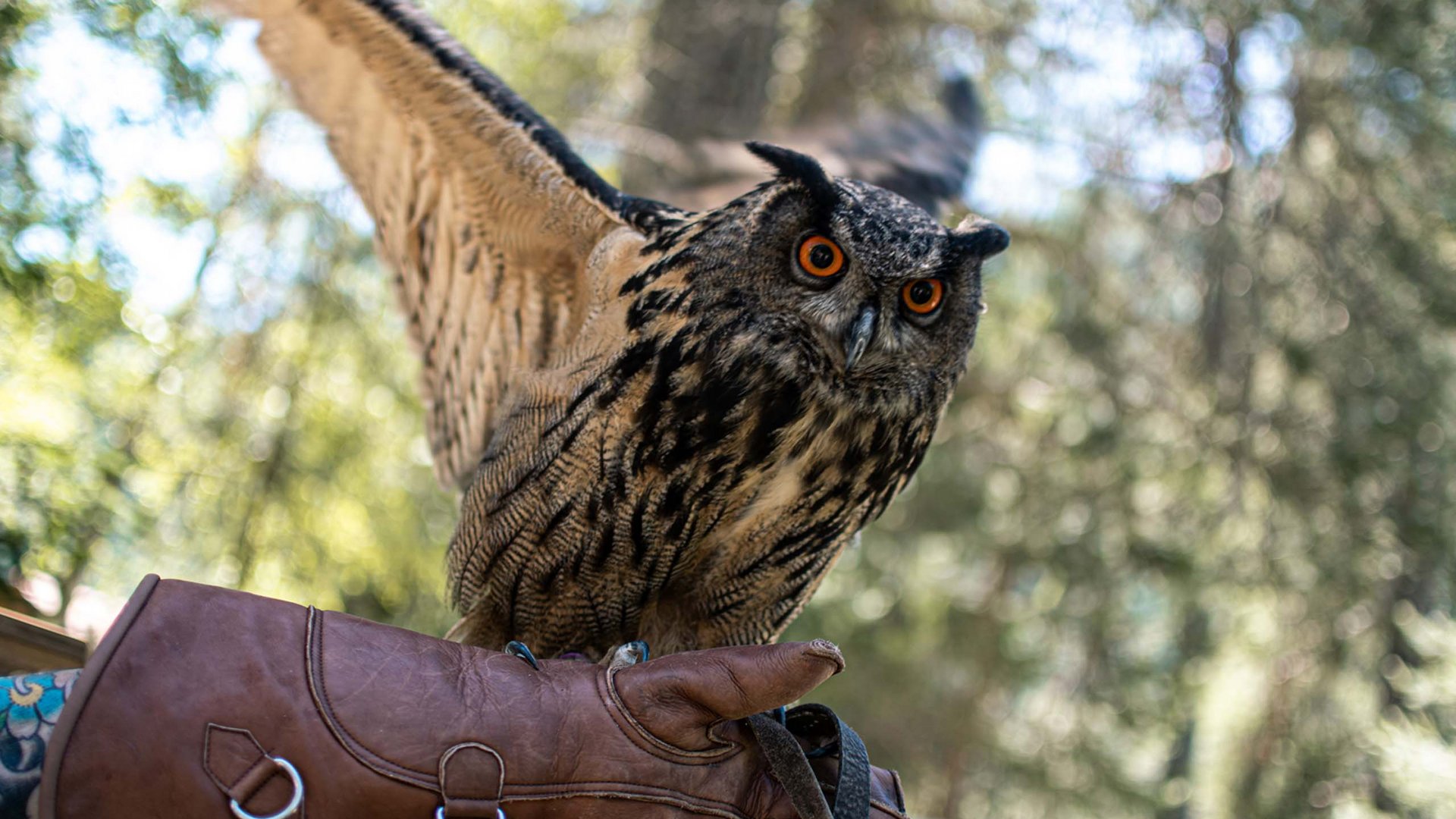 Nei dintorni di San Vigilio: escursioni indimenticabili Gufo con ali spiegate appoggiato su un guanto di pelle