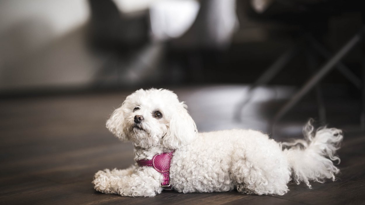 Family-friendly hotel in South Tyrol Small white curly-haired dog lying on wooden floor
