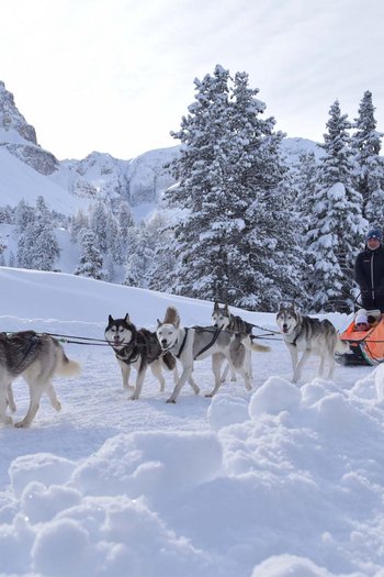 Il vostro sport hotel a San Vigilio di Marebbe Slitta trainata da sei cani husky in paesaggio invernale innevato con conducente