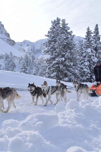 Hotel am Kronplatz direkt an der Piste Hundeschlitten mit sechs Huskys in verschneiter Winterlandschaft und Fahrer