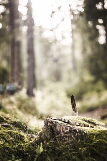 Excelsior: Wanderhotel in den Dolomiten Feder steckt in moosbewachsenem Baumstumpf im Wald bei Sonnenlicht